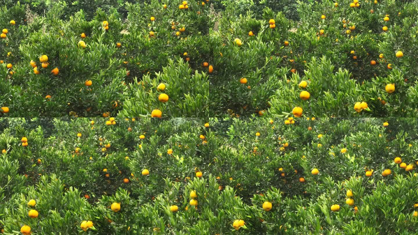 秋天满山坡橘子柑橘橙子丰收实拍原素材