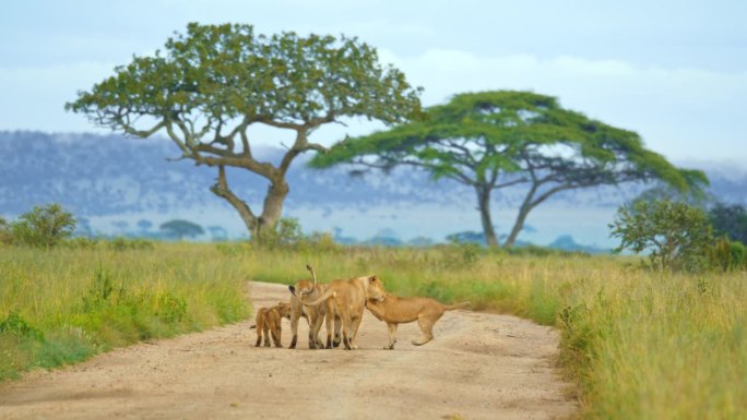 慢镜头拍摄的狮子走在泥泞的道路在植物。野生动物保护区的动物家族。塞伦盖蒂国家公园的景色。狮子在玩