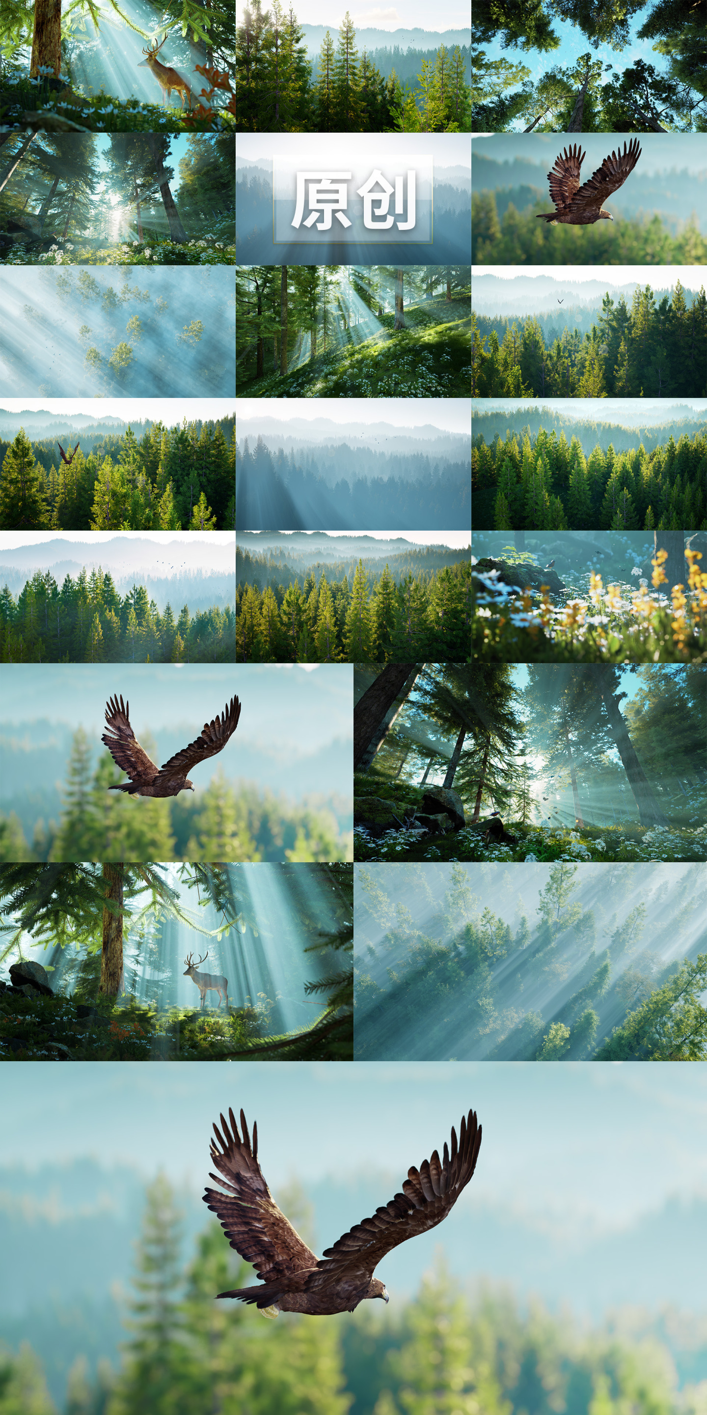 清晨自然森林树阳光春天树林飞鸟老鹰飞翔