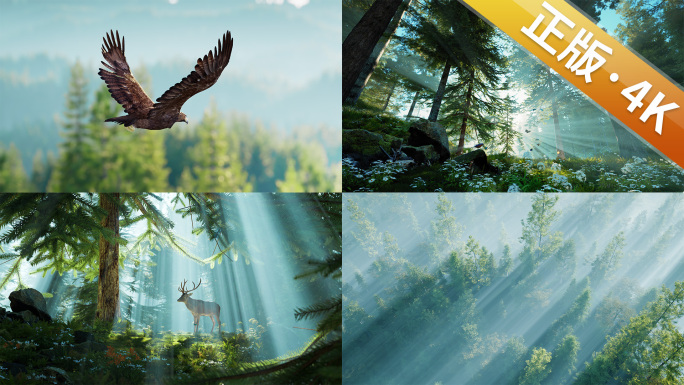 清晨自然森林阳光春天树林意境飞鸟老鹰飞翔