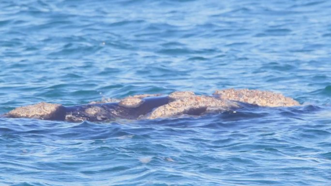 一只露脊鲸在水面上漂浮和游泳的慢动作侧视图