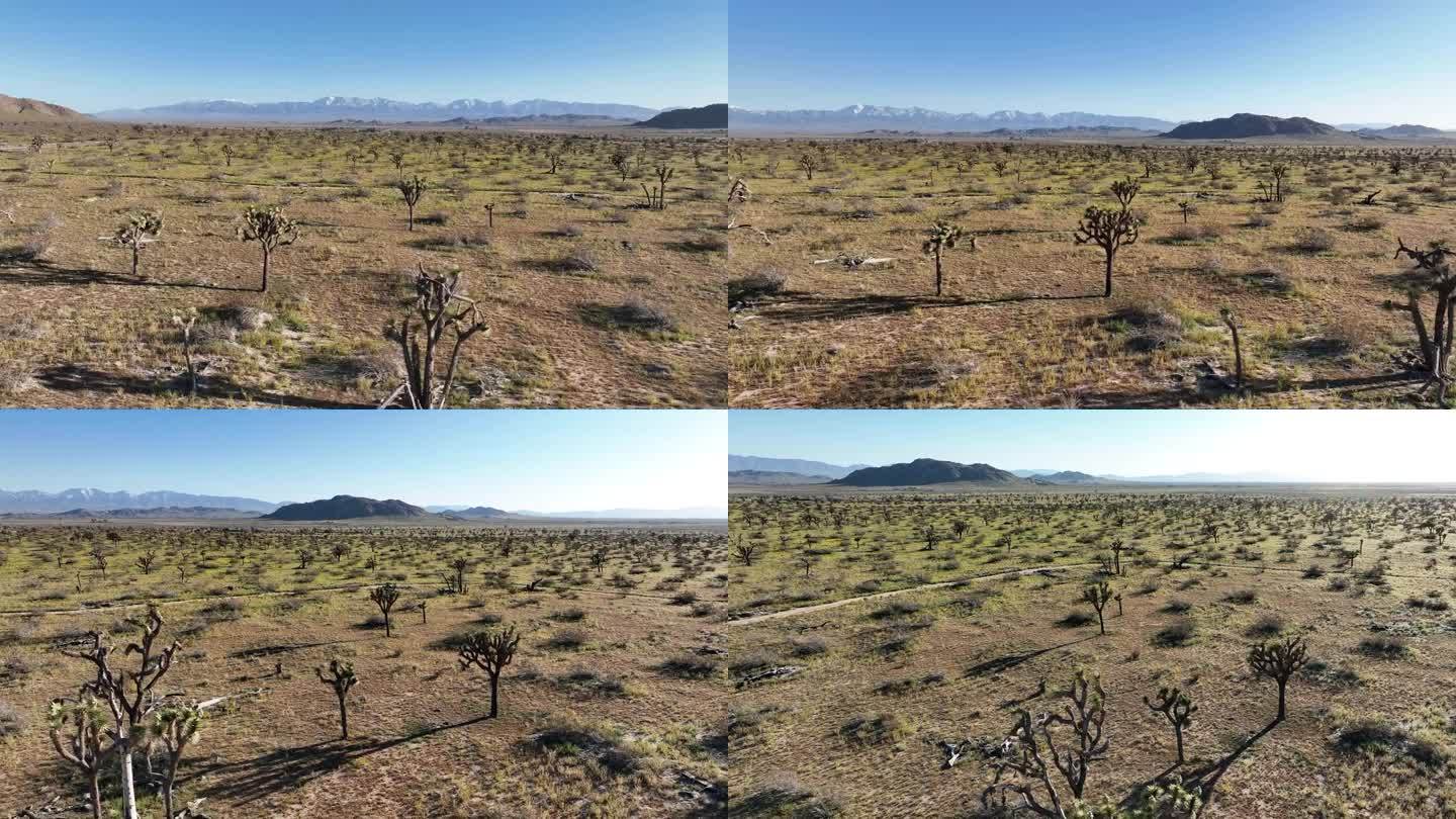 莫哈韦沙漠中的约书亚树兰开斯特航空拍摄轨道L美国加利福尼亚州