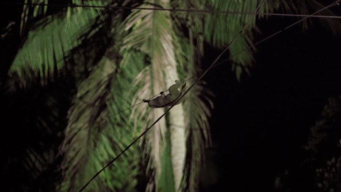 苏门答腊懒猴
