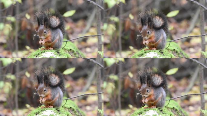 红松鼠在秋天的森林里吃种子