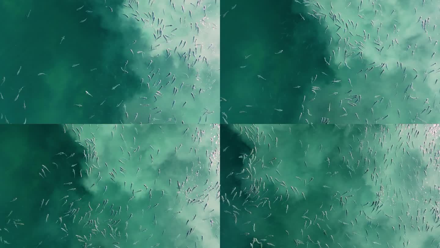 无人机拍摄的大迁徙鱼群或鲨鱼游到海面附近的画面