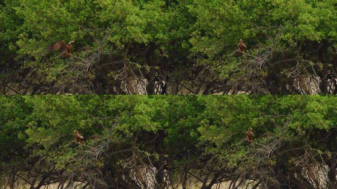 南非野生动物黄嘴风筝(Milvus aegyptius)的镜头