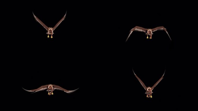 金鹰与蛇-飞行循环-前视图-阿尔法频道