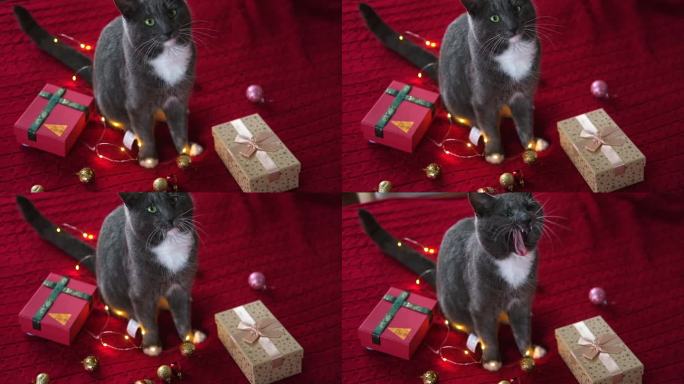 小猫闻着并咀嚼着红色针织毯上的花环。礼品盒，圣诞灯和闪亮的装饰背景。灰猫在玩耍，准备庆祝圣诞节。可爱