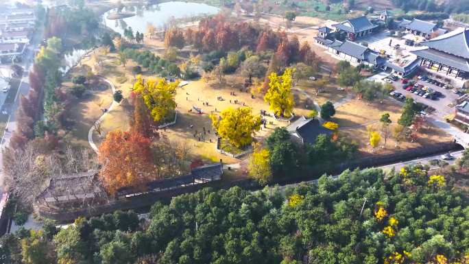 古惠济寺千年银杏秋季秋天航拍4k穿越机