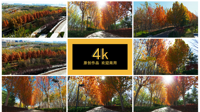 4k航拍秋景 逆光 红叶林法桐树林阴大道