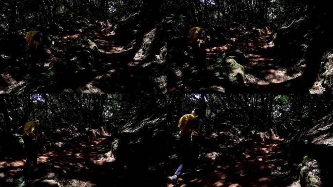 在特内里费岛雄伟的森林生态系统中徒步旅行的妇女