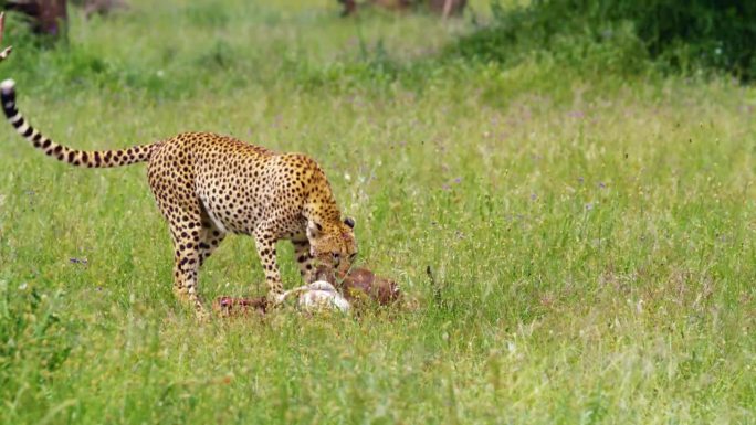猎豹吃猎物的慢镜头。饥饿的动物在田野里打猎。国家保护区的野生动物。