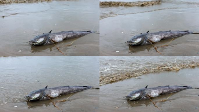 海岸上的死鱼。地球野生动物，环境污染，生态灾难。死去的动物