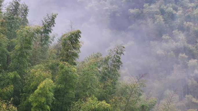 竹林航拍