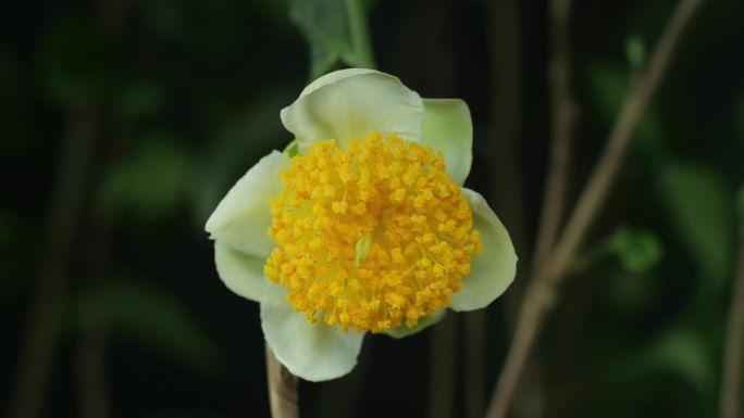 大白茶花 茶树开花