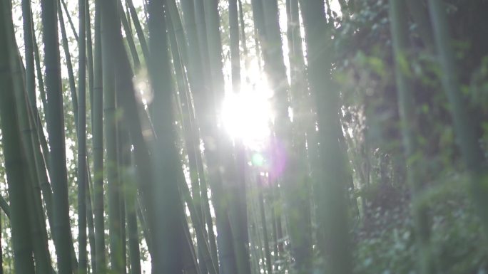 西安灞桥鲸鱼沟空镜竹林13