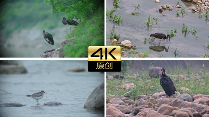 4K山崖黑鹳苍鹭鹬鸟雏鸟飞鸟生态自然