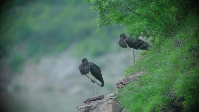 4K山崖黑鹳苍鹭鹬鸟雏鸟飞鸟生态自然