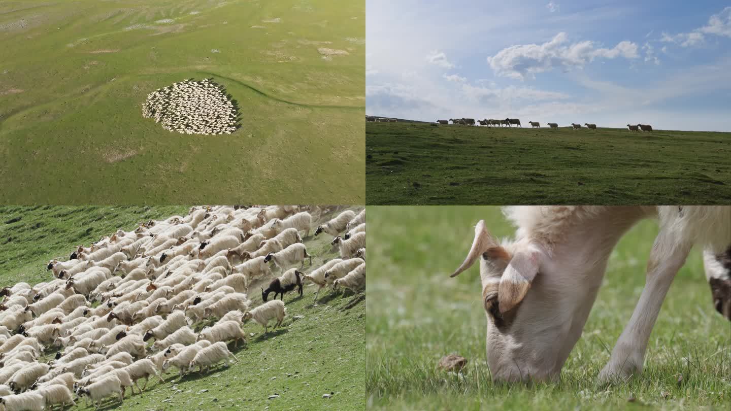 4k 草原上的羊群 吃草