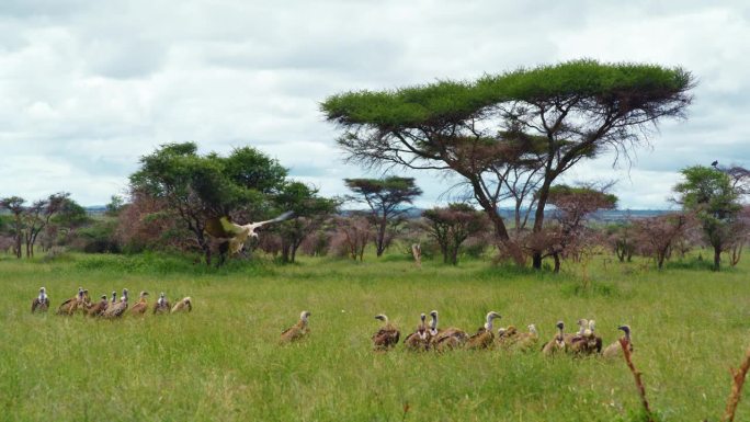 秃鹫降落在场地上的慢镜头。猛禽聚集在荒野地区。野生动物保护区景观。