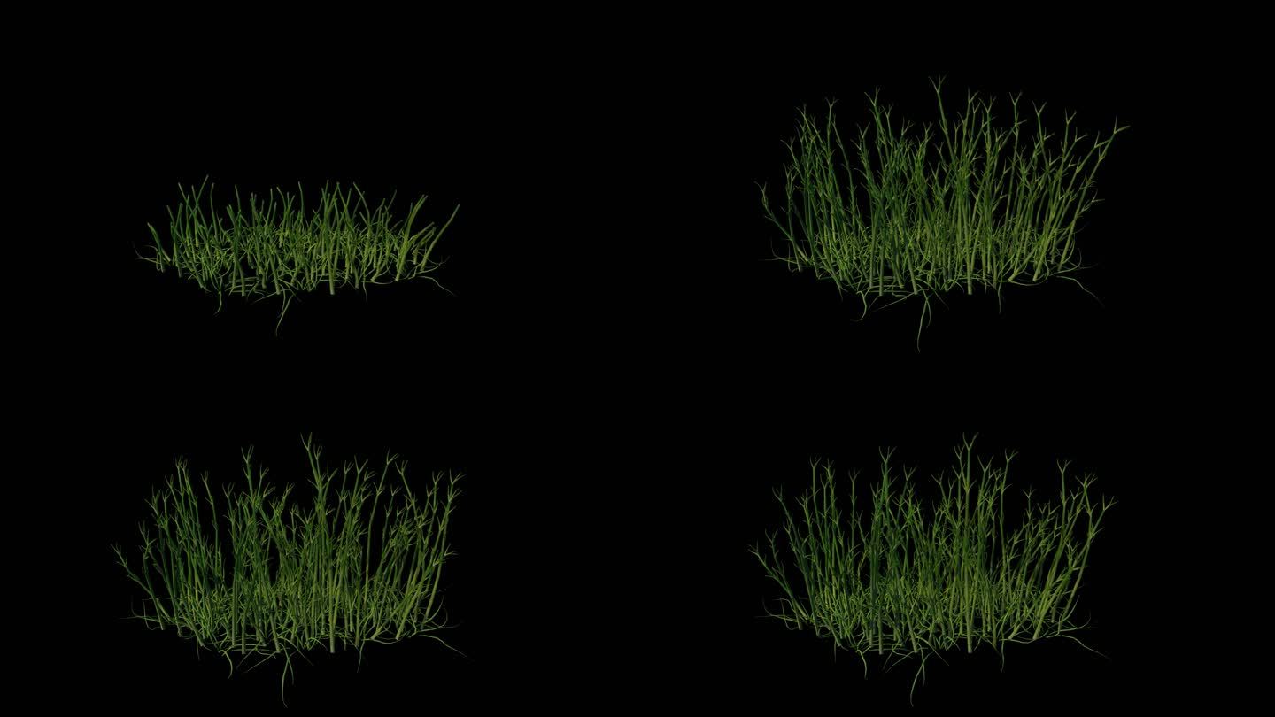 植物生长，透明通道草生长，绿草素材
