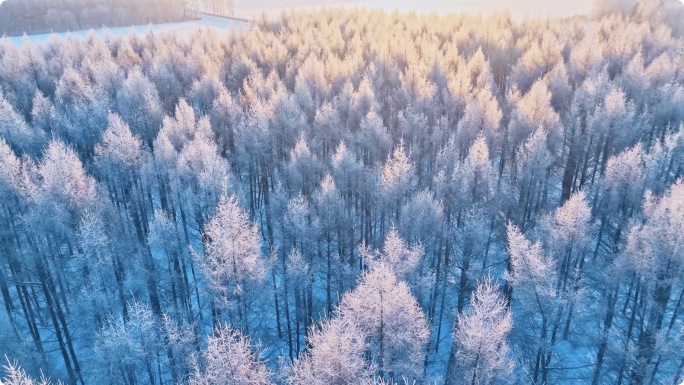 冬季冰雪雾凇森林