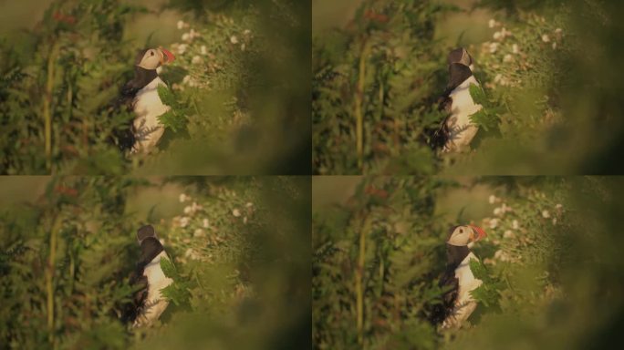 彭布罗克郡海岸国家公园的海雀扇动着翅膀，在草丛中窥视，金色的灯光与躲藏在高草丛中的彩色鸟特写，威尔士