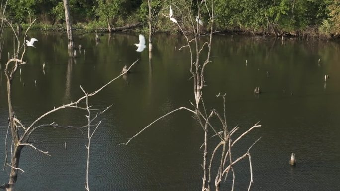 一群大白鹭从河中的树枝上飞离——美国密苏里州的四河野生动物保护区。——空中