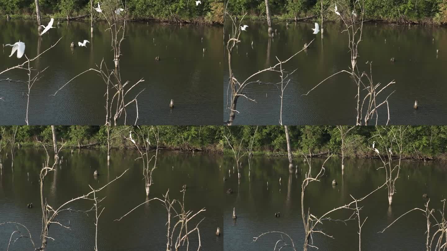 一群大白鹭从河中的树枝上飞离——美国密苏里州的四河野生动物保护区。——空中