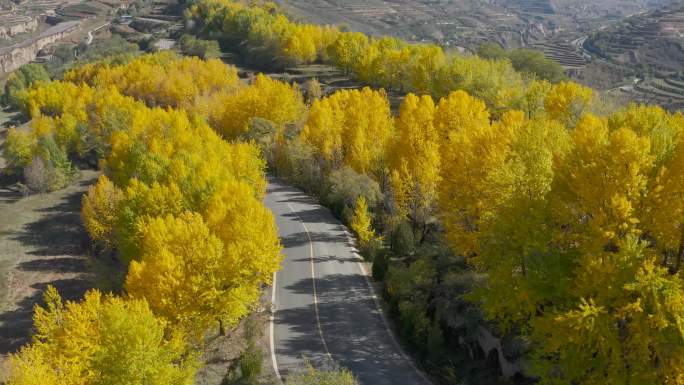 金黄色的白杨树 秋景公路