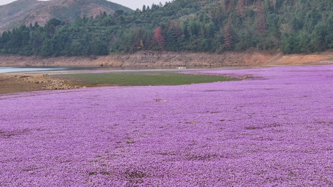 湖边蓼子花海航拍