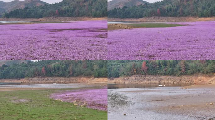 湖边蓼子花海航拍