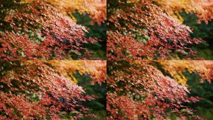 红枫 枫叶 枫树 秋天