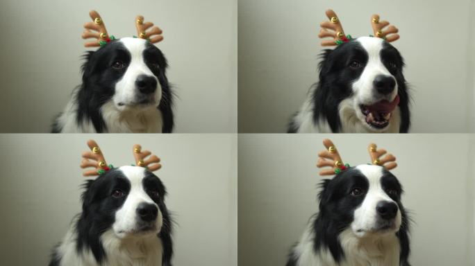 可爱的小狗边境牧羊犬的有趣的肖像穿着圣诞服装鹿角帽孤立在白色的背景。准备度假。圣诞快乐概念