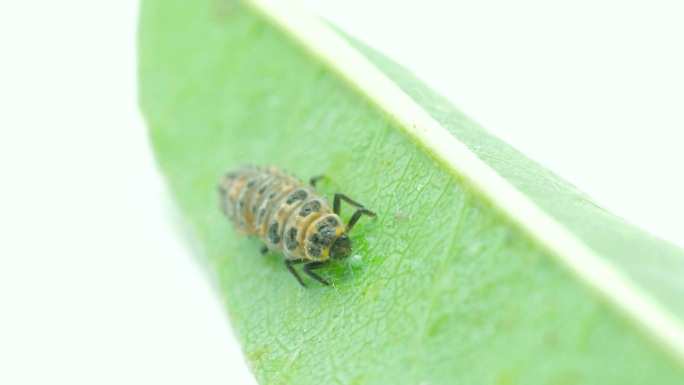 瓢虫幼虫正在吃叶子上的蚜虫