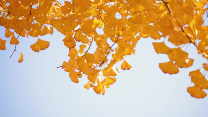黄色的银杏叶金黄叶片慢镜头慢动作微风吹拂
