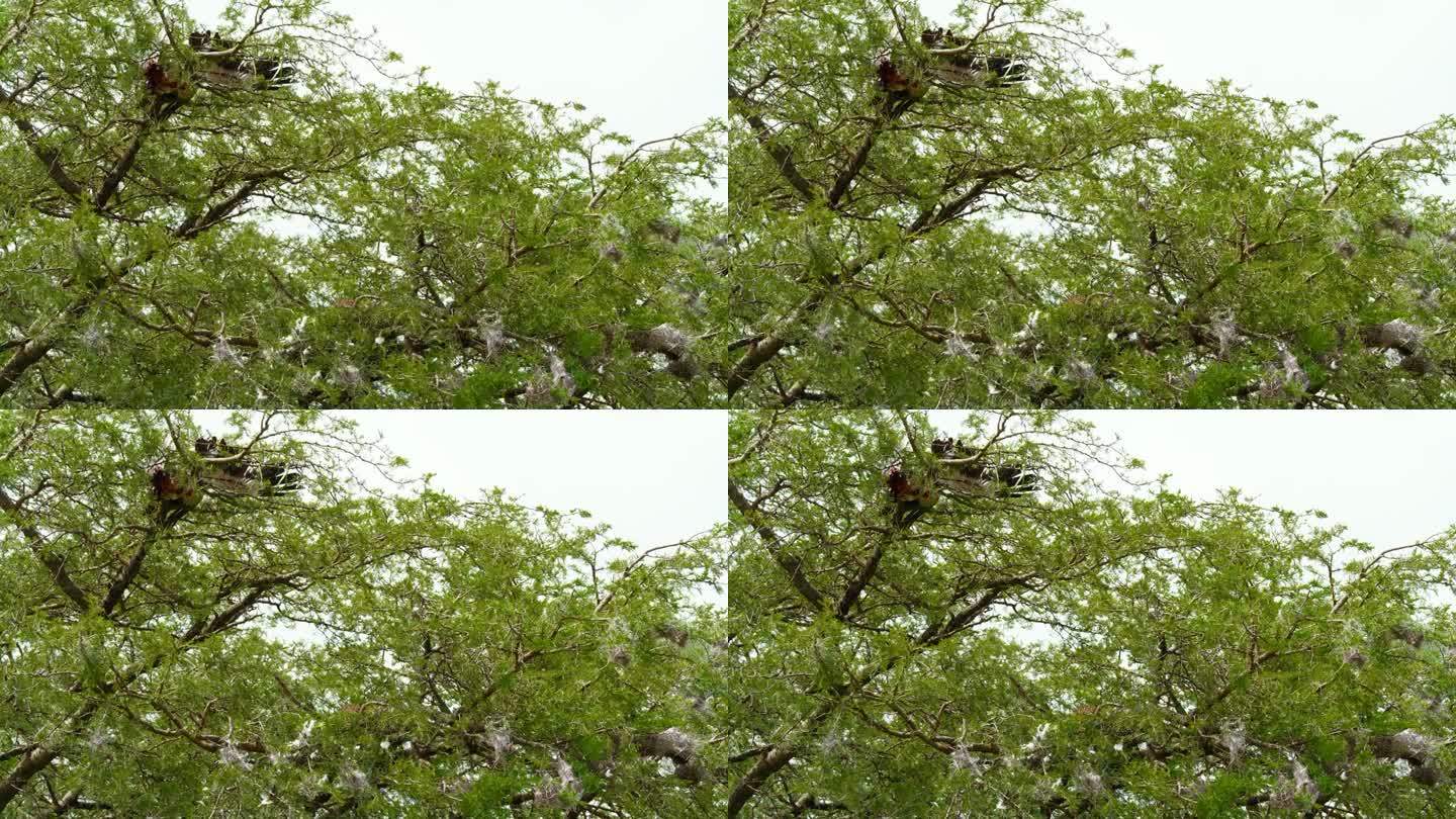 在塞伦盖蒂国家公园的森林里，从低角度观察树枝上的死鸟