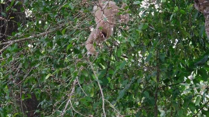 从正在吃水果的树枝上爬起来，泰国白掌长臂猿。