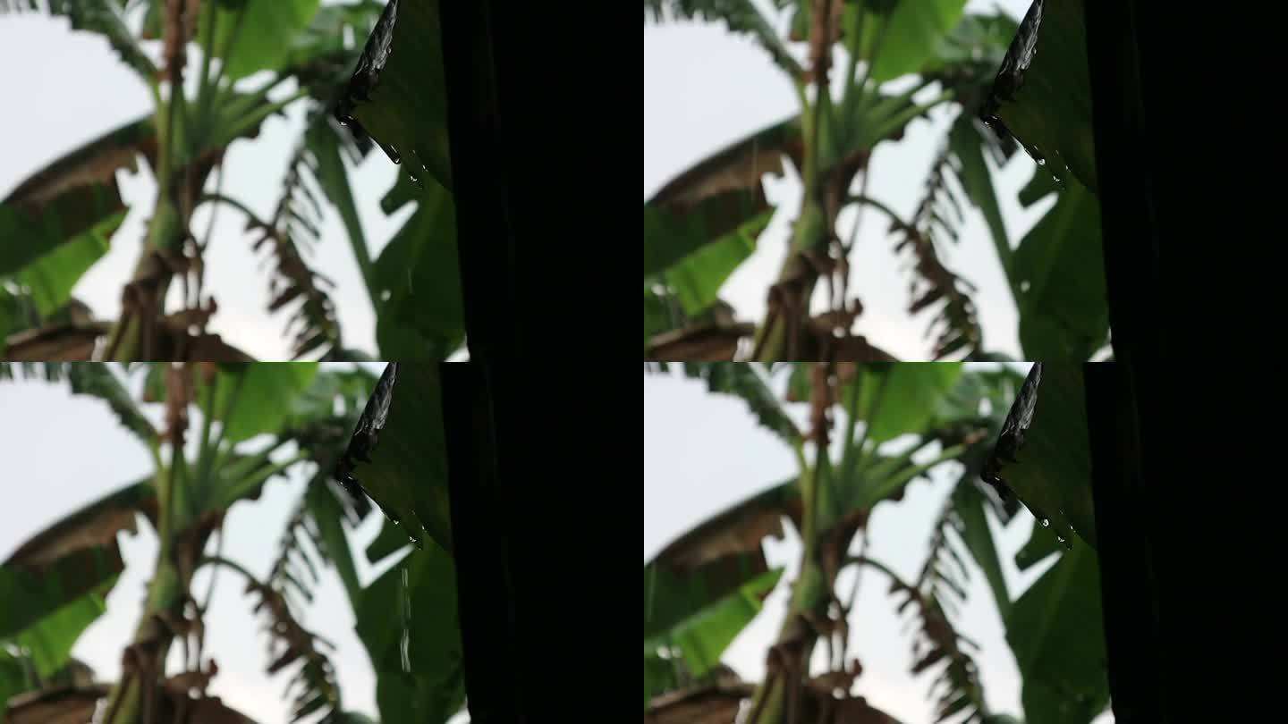 芭蕉叶上雨滴的镜头