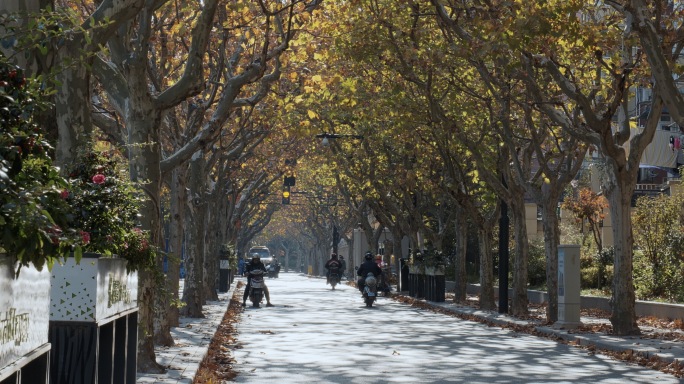 上海秋天的梧桐树街道