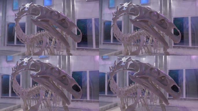 古代历史的概念。恐龙骨架特写。古生物学博物馆。恐龙的头。3 d动画。