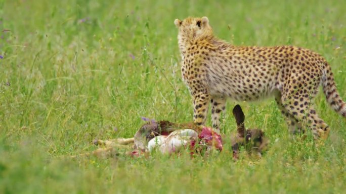 在坦桑尼亚的草地上，猎豹环顾四周，站在猎物旁边