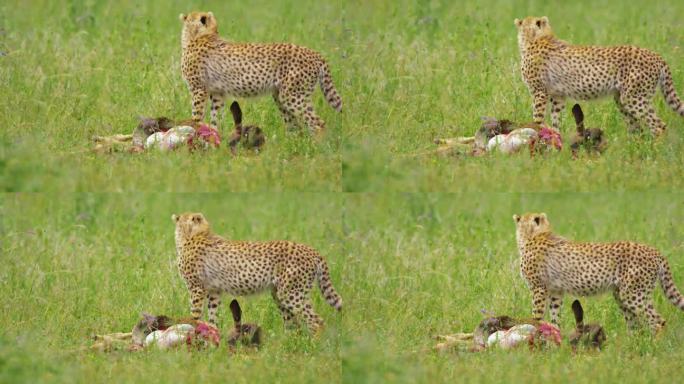在坦桑尼亚的草地上，猎豹环顾四周，站在猎物旁边