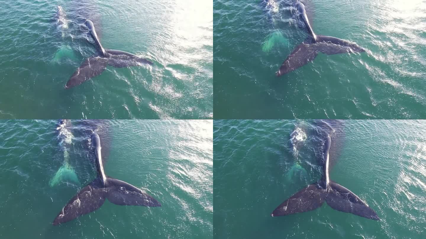 南露脊鲸的母鲸和幼鲸在漂浮时露出尾鳍的背影