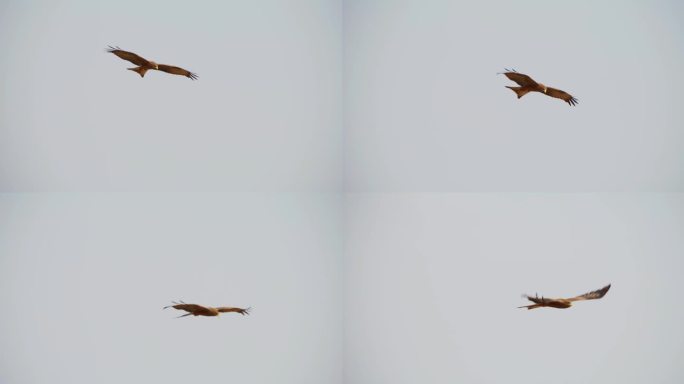 一只黄嘴风筝(Milvus aegyptius)飞越萨凡纳的特写