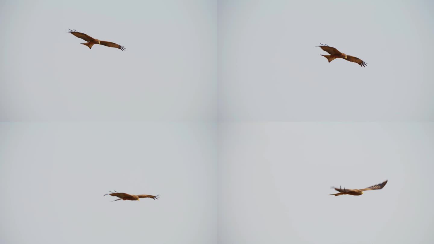 一只黄嘴风筝(Milvus aegyptius)飞越萨凡纳的特写