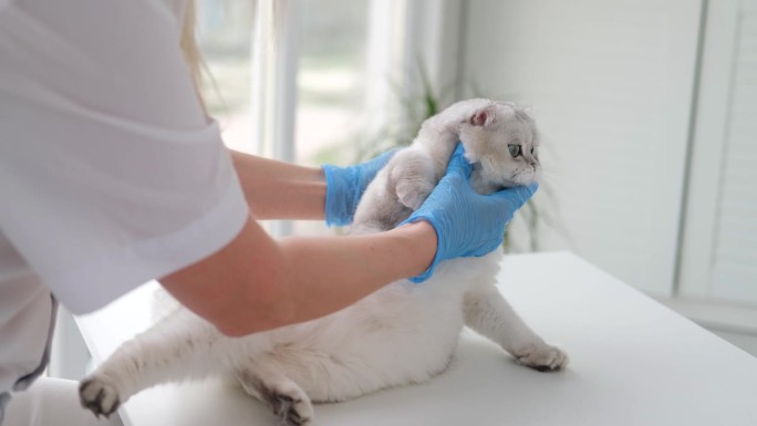 戴着医用手套的兽医正在检查一只苏格兰猫的健康状况。医生检查小猫的牙齿