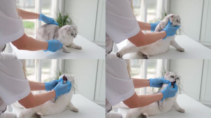戴着医用手套的兽医正在检查一只苏格兰猫的健康状况。医生检查小猫的牙齿