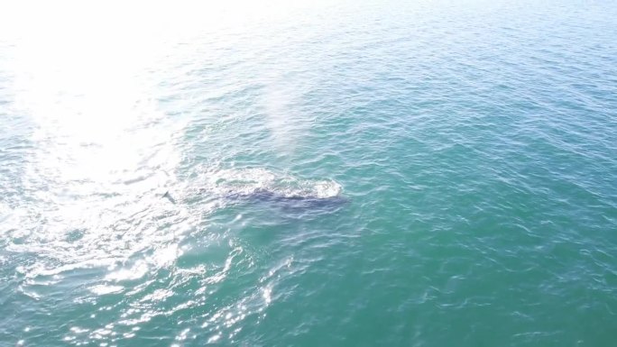 从南露脊鲸群中抽出镜头，露出远处的码头，阳光在水面上闪烁