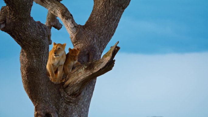 蓝天下警觉的母狮和小狮子在树上的锁定镜头
